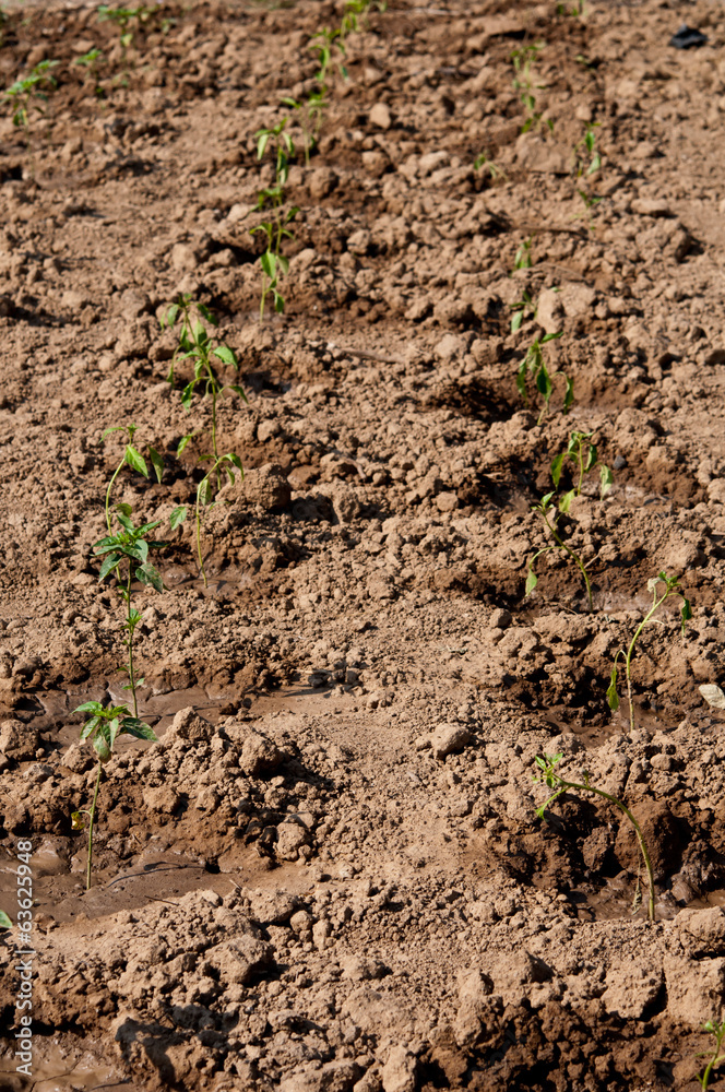 The small plant on the dried land The small plant on the dried land