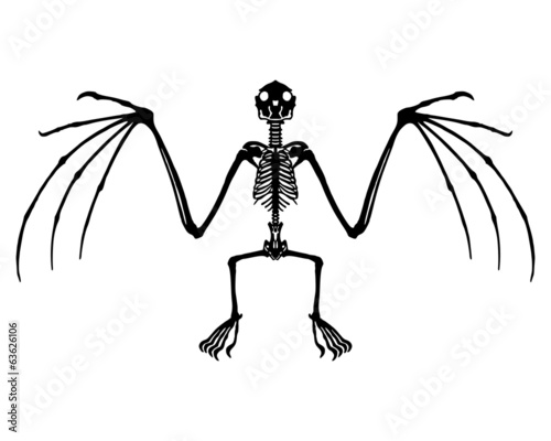 Fledermaus Skelett