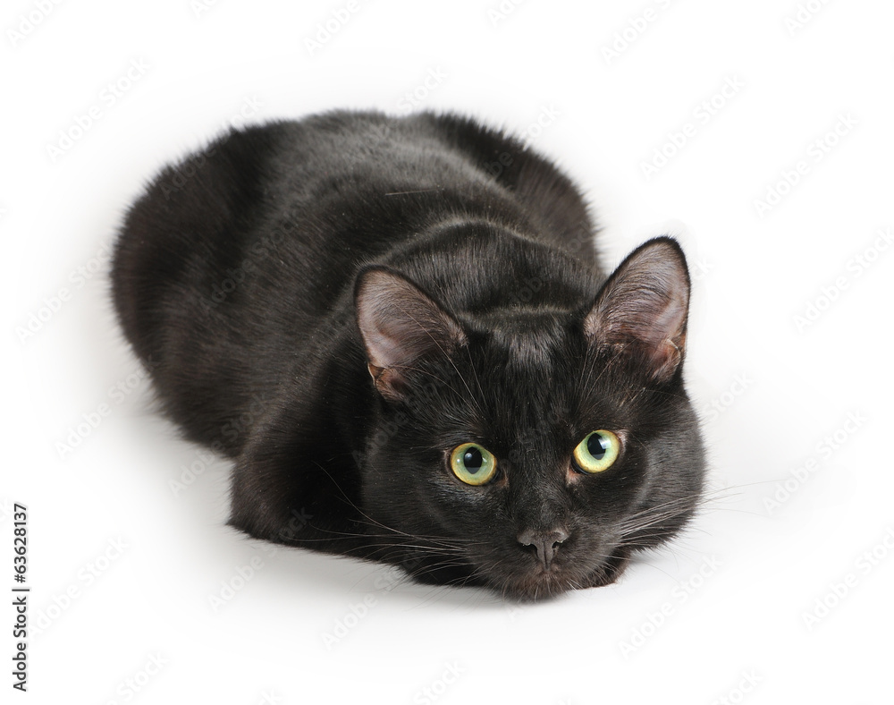Black cat lying on a white background, looking at camera