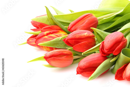 Rote Tulpen auf dem weßem Hintergrund