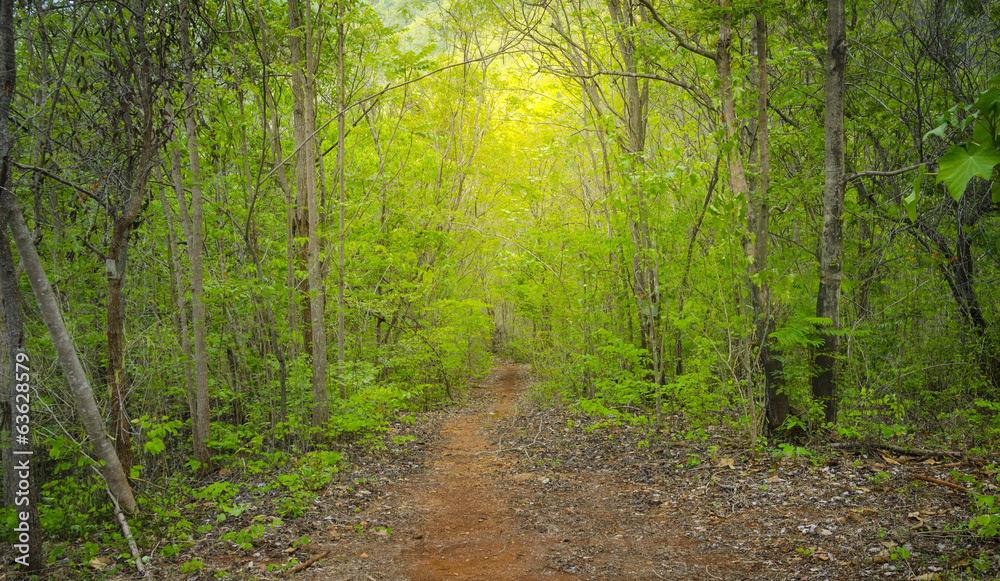 beautiful green forest in summer