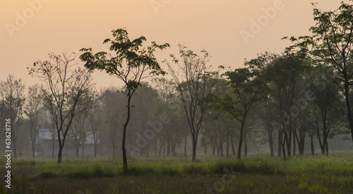Tree at farm and field for agriculture background