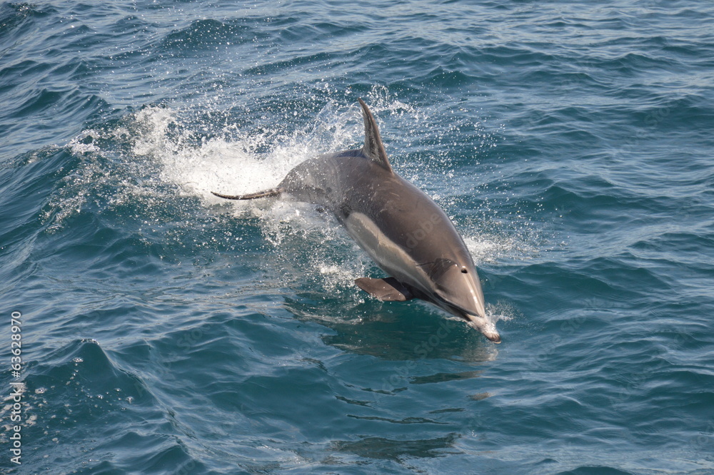 Obraz premium Jumping Dolphin