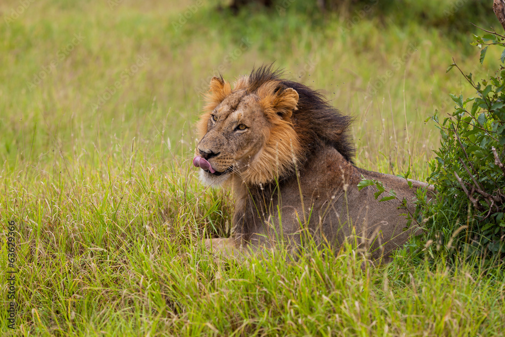Fototapeta premium Löwe