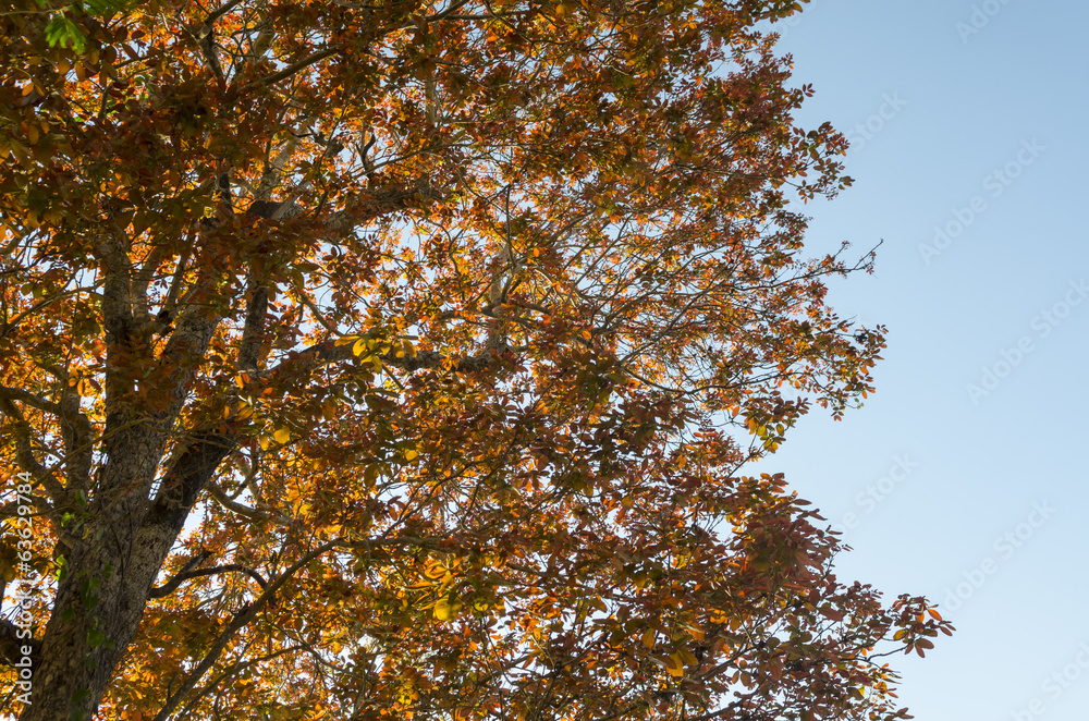 Dry leaves in autumn with blue sky Dry leaves in autumn with blue sky