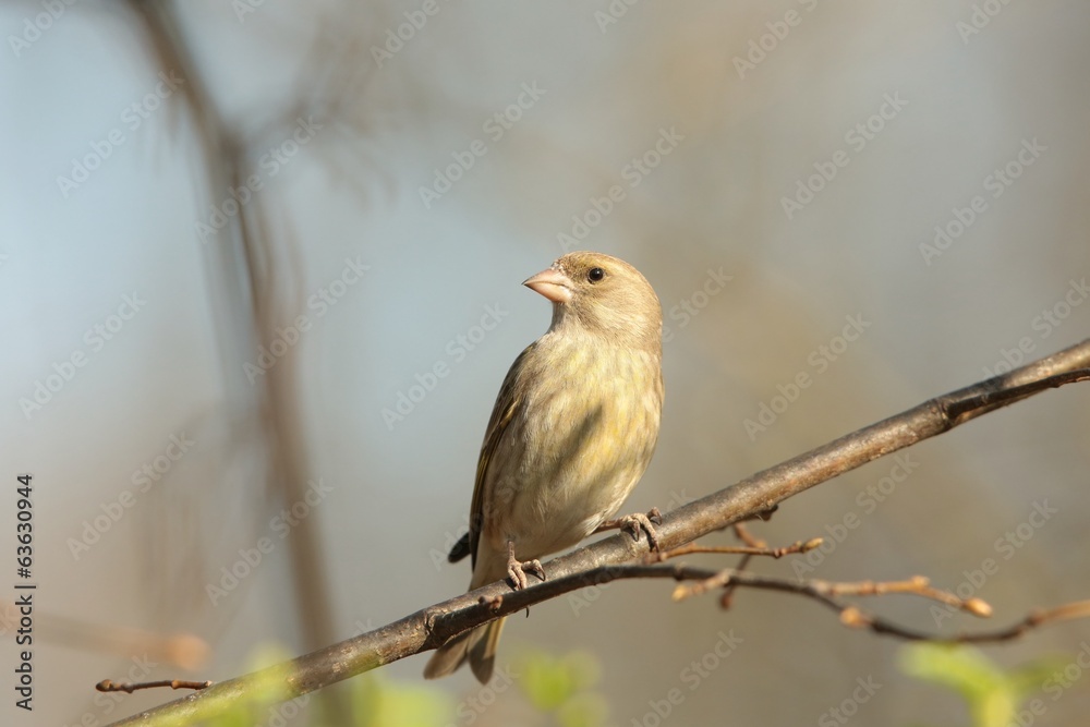 Obraz premium Greenfinch - Carduelis chloris on a branch