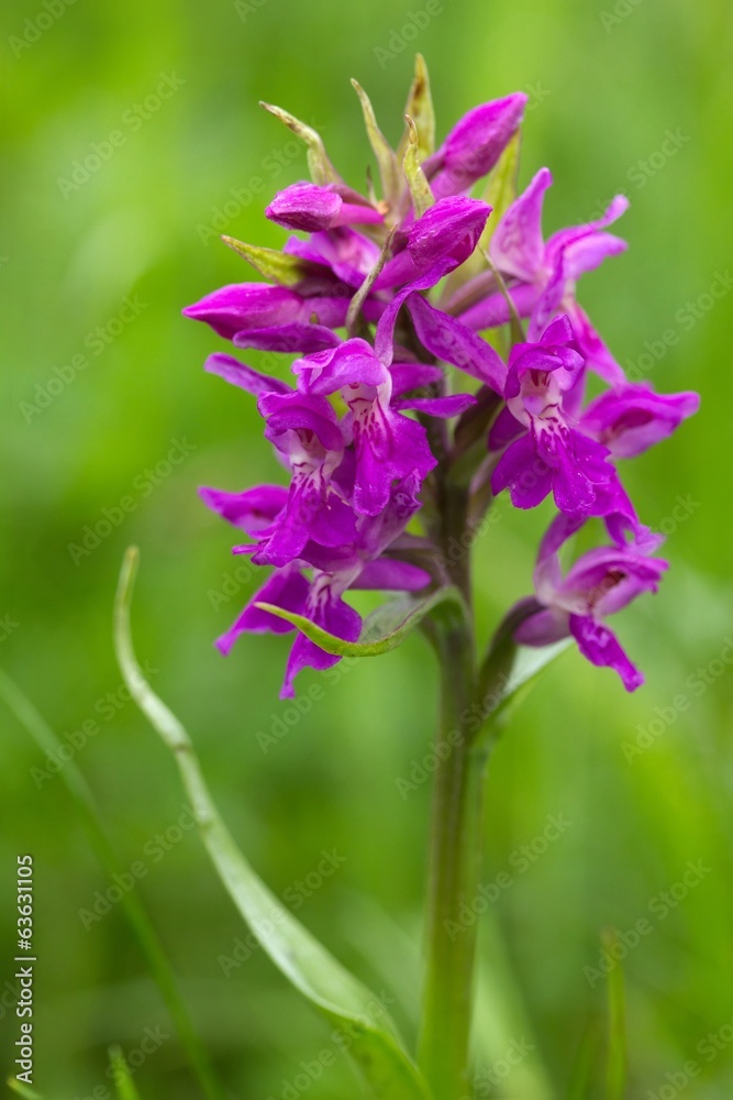 Breitblättriges  Knabenkraut / Western marsh orchid