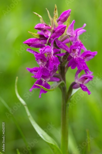 Fototapeta Naklejka Na Ścianę i Meble -  Breitblättriges  Knabenkraut / Western marsh orchid