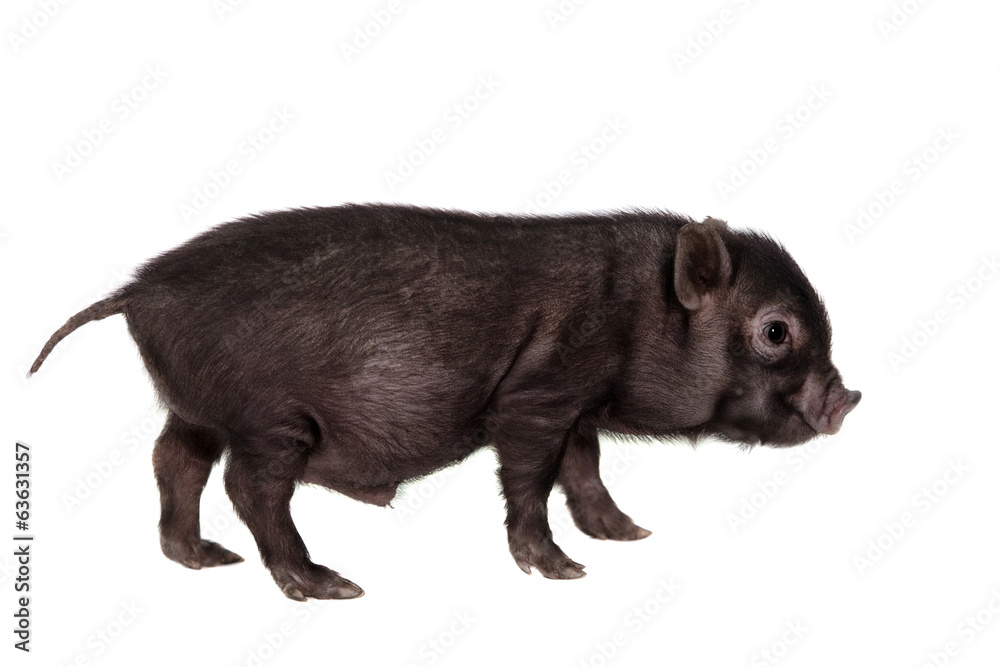 Little black piggy isolated on the white background Little black piggy isolated on the white background