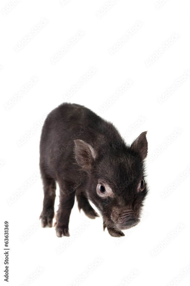 Little black piggy isolated on the white background Little black piggy isolated on the white background
