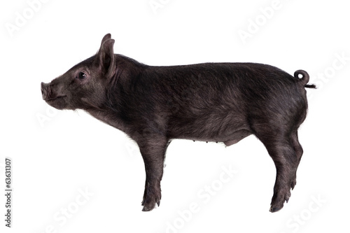 Little black piggy isolated on the white background © Farinoza