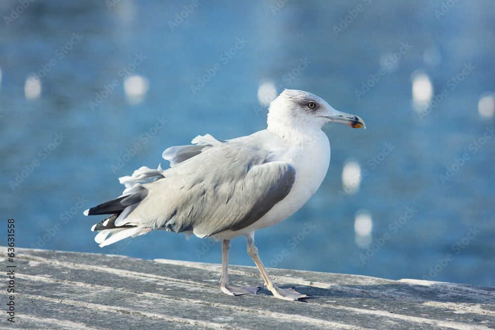 Big seagull walks through the quays Big seagull walks through the quays