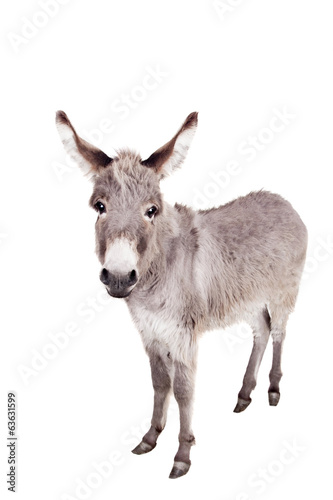 Pretty Donkey isolated on the white background