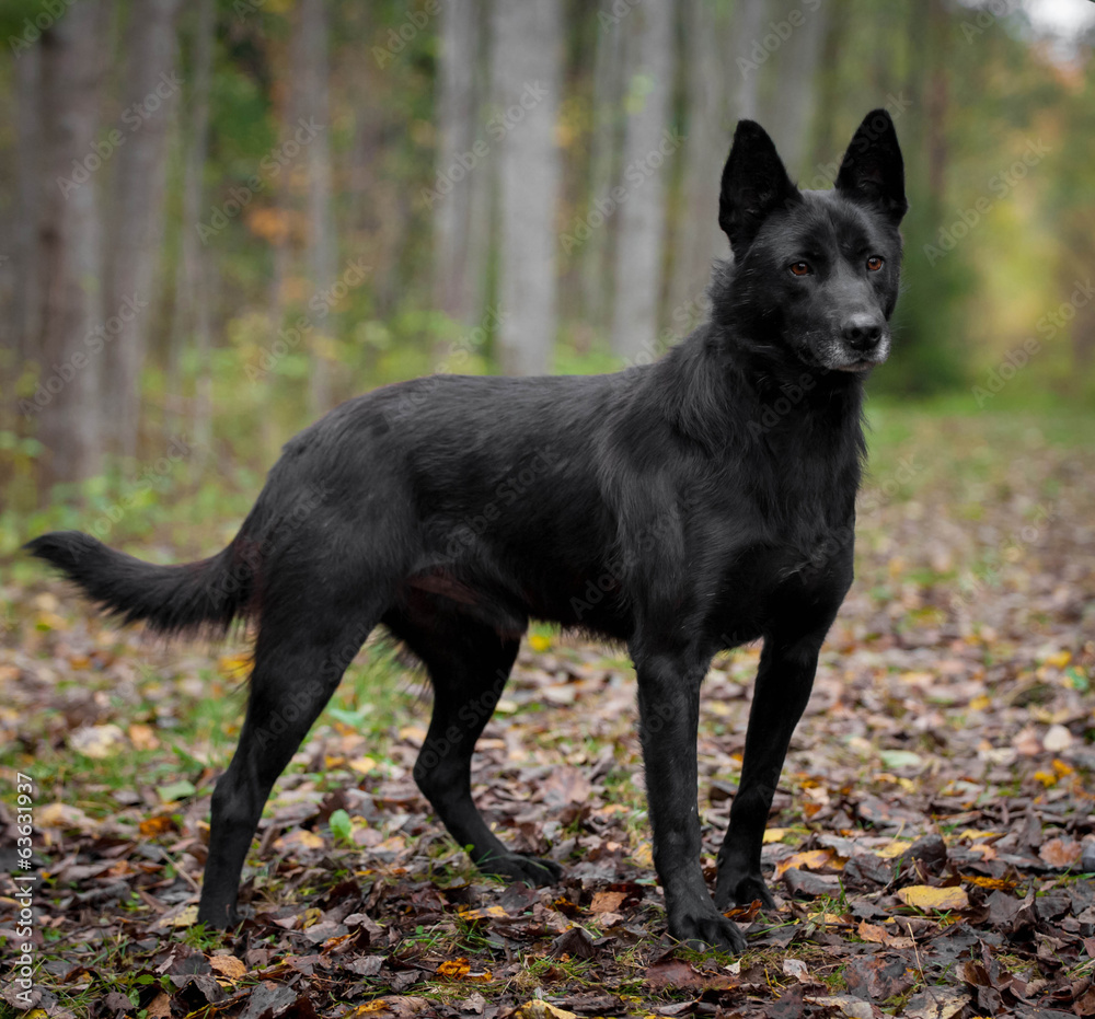 Mixed breed sdog sitting on leaves in the autumn forest Mixed breed sdog sitting on leaves in the autumn forest