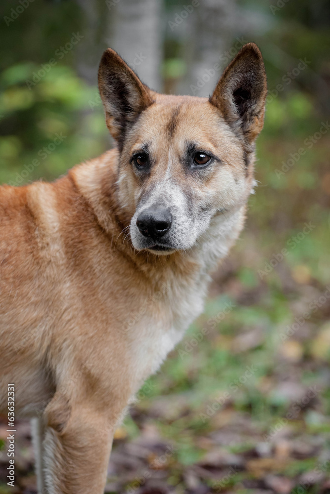 Mixed breed sdog sitting on leaves in the autumn forest Mixed breed sdog sitting on leaves in the autumn forest