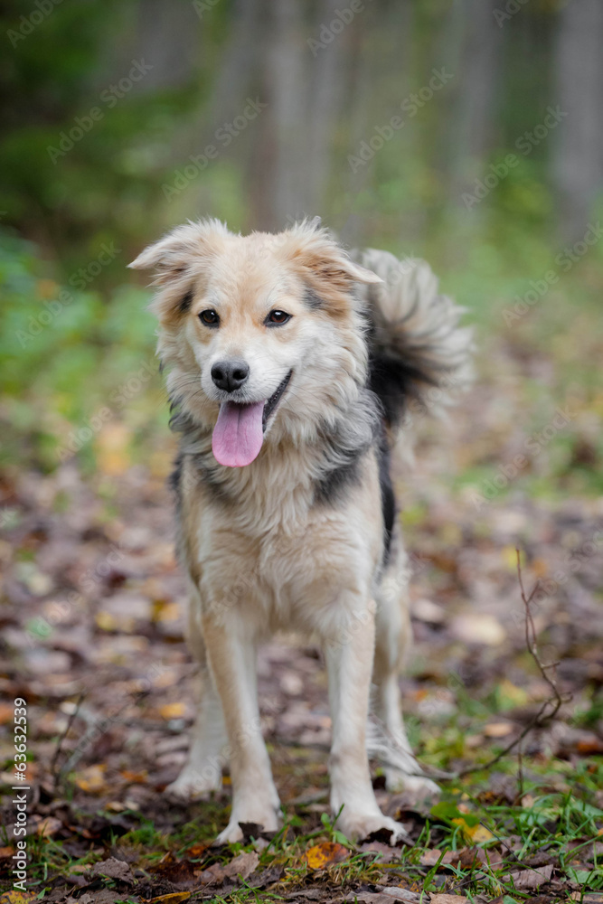 Mixed breed sdog sitting on leaves in the autumn forest Mixed breed sdog sitting on leaves in the autumn forest