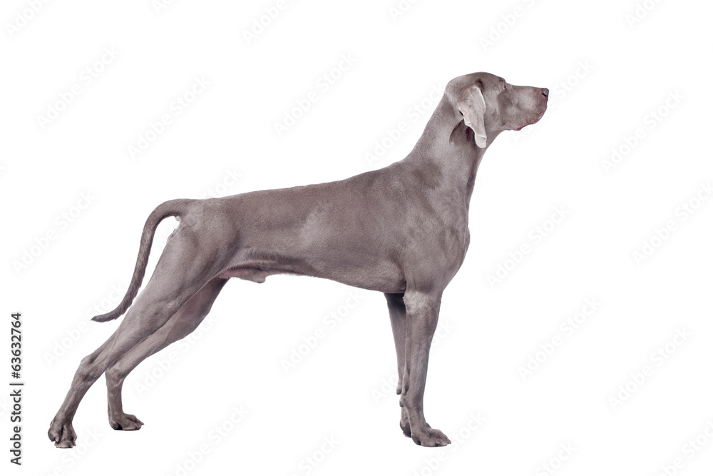 Weimaraner Dog isolated on white with clipping path