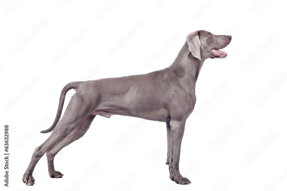 Weimaraner Dog isolated on white with clipping path