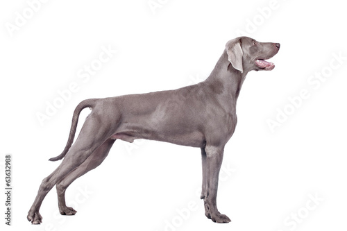 Weimaraner Dog isolated on white with clipping path photo