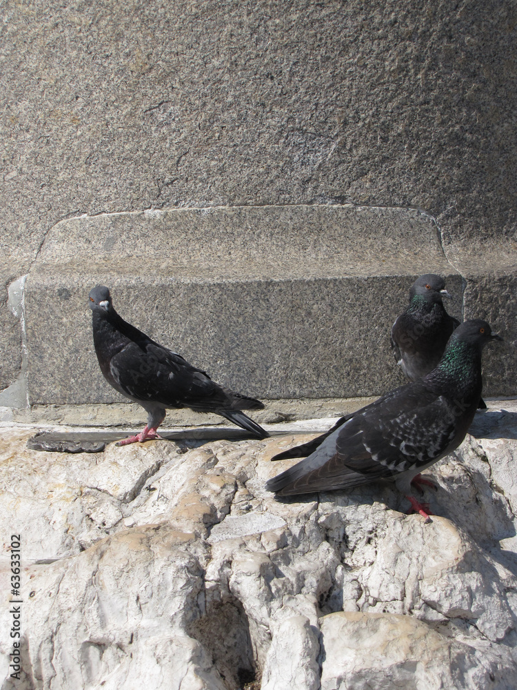 Obraz premium pigeons on the statue