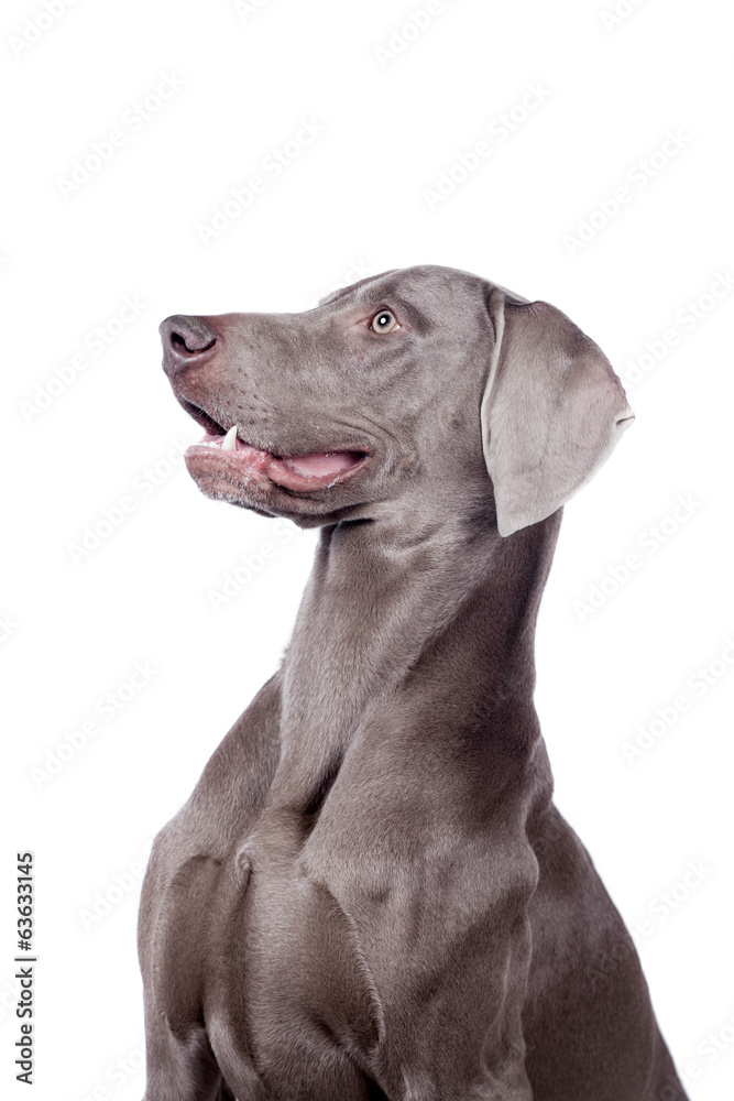 Funny Weimaraner Dog isolated on white background