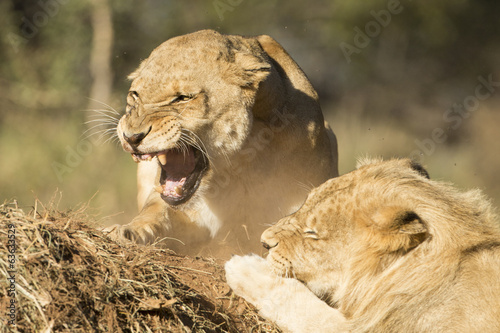 African Lion male and female snarling (Panthera leo) South Afric