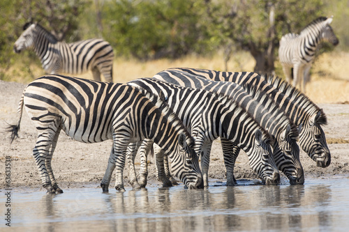 Herd of Plains Zebra  Equus burchellii  drinking in South Africa
