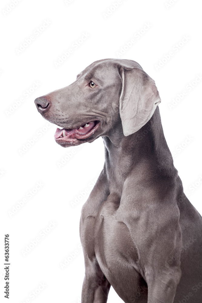 Funny Weimaraner Dog isolated on white background Funny Weimaraner Dog isolated on white background