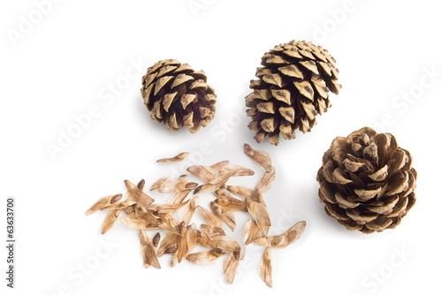 Cone with spores