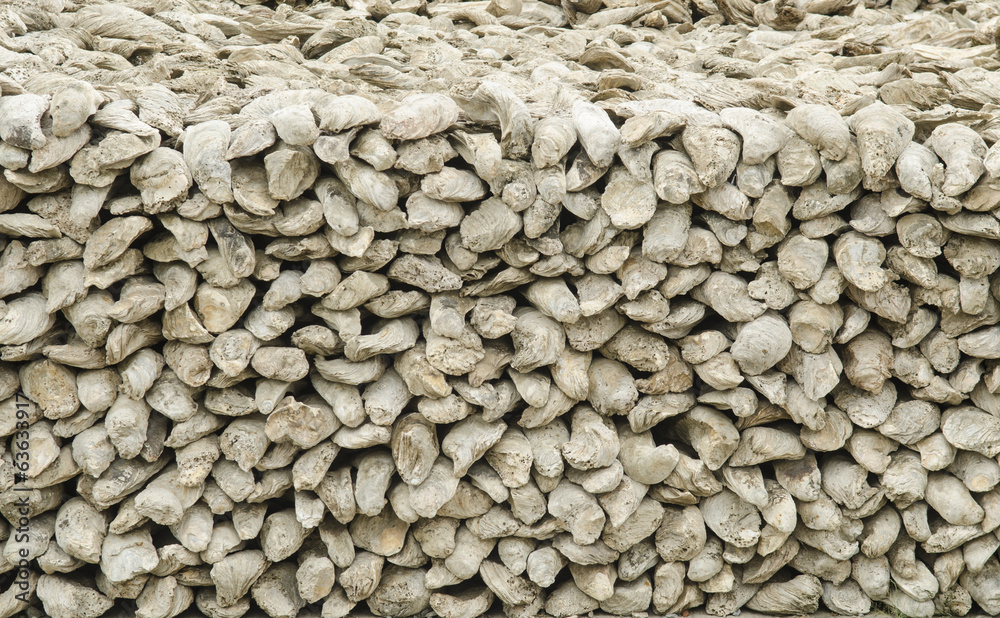 fossilized seashells stone fossilized seashells stone