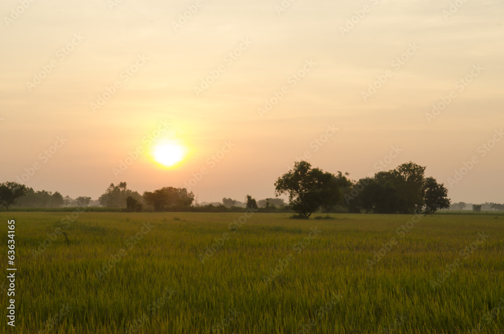 Landscape, sunny dawn in a field