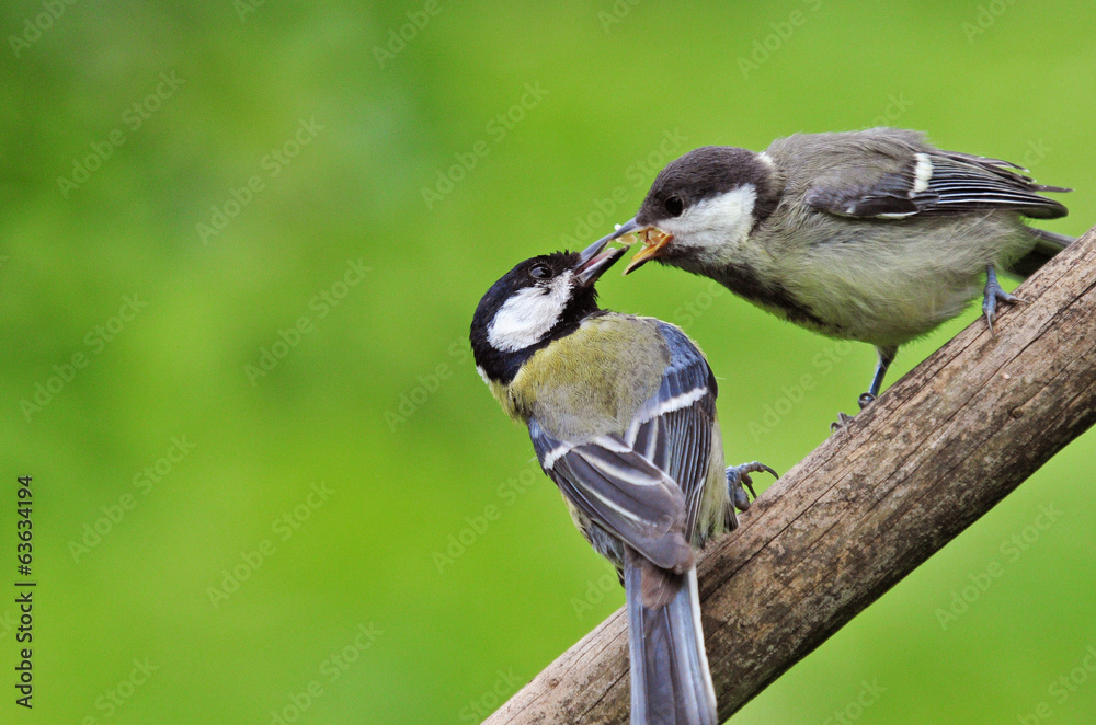 Naklejka premium Great tit