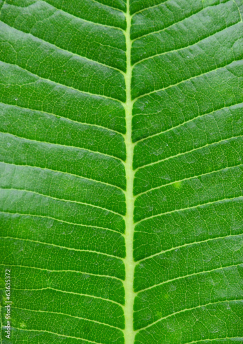 Beautiful green leaf with texture
