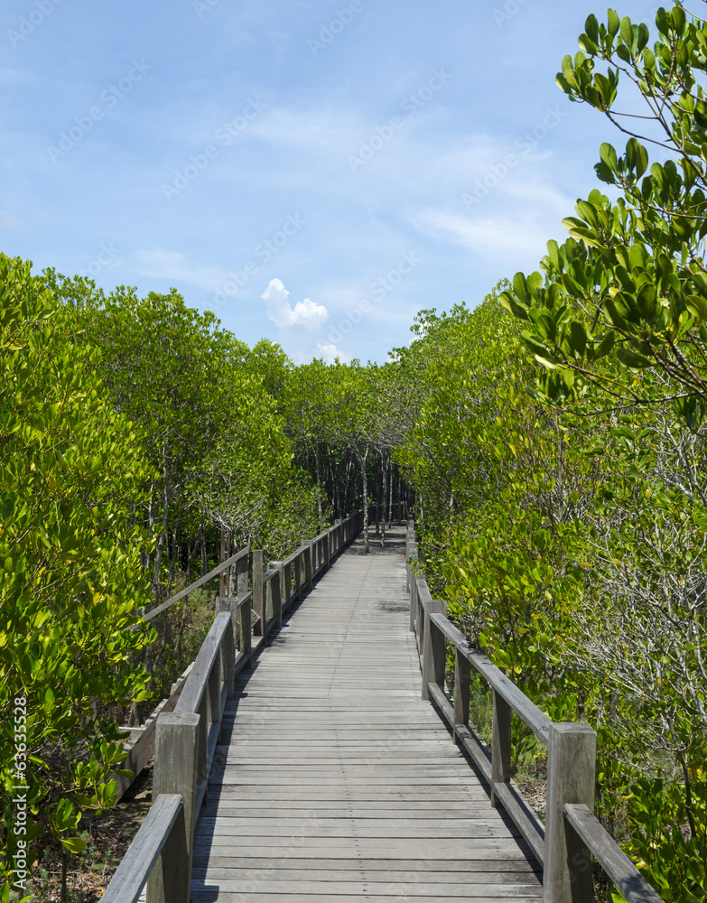 Wood path way among the Mangrove forest, Thailand