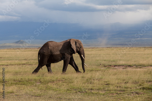 Elefant © jarek106