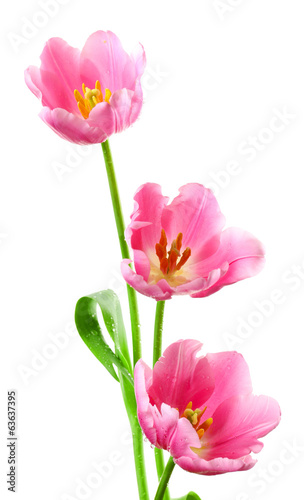 Beautiful tulips isolated on white