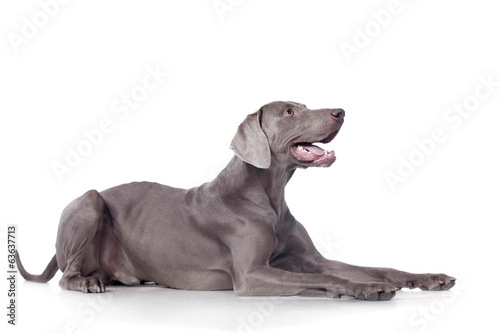 Funny Weimaraner Dog isolated on white background