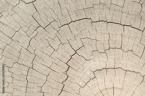 wood texture. Abstract back...