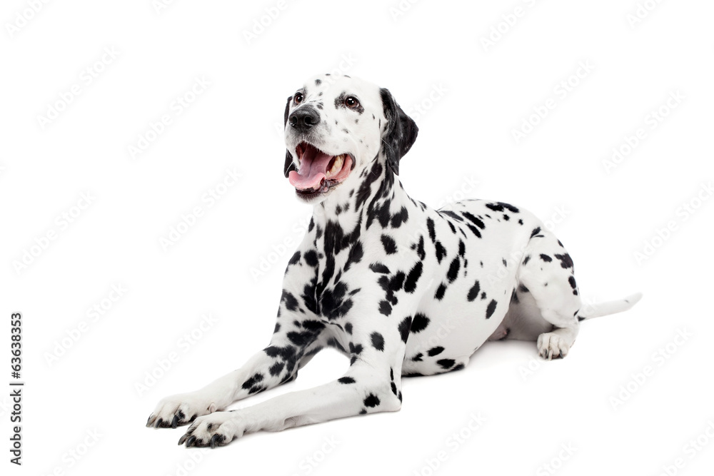 Beauty dalmatian dog, isolated on white background