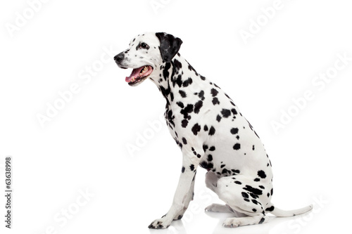 Beauty dalmatian dog, isolated on white background