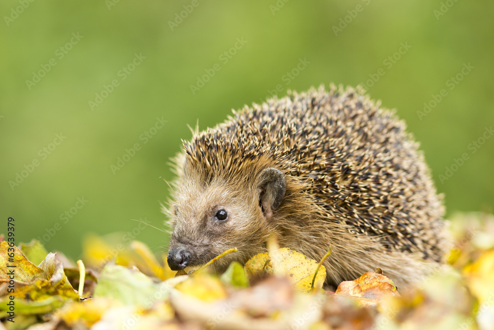 Hedgehog Hedgehog