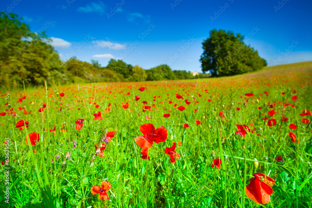 Red flowers and green field