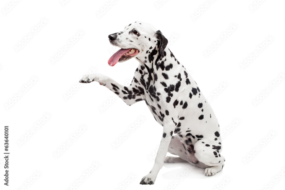 Beauty dalmatian dog, isolated on white background