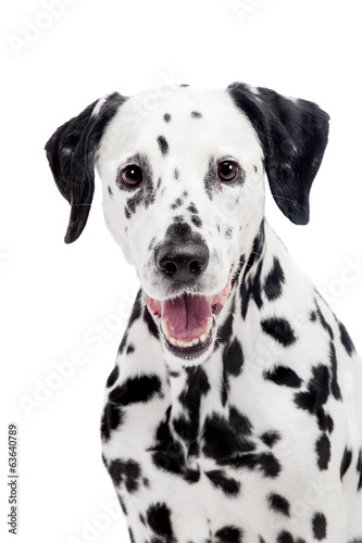 Beauty dalmatian dog, isolated on white background