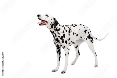 Beauty dalmatian dog  isolated on white background