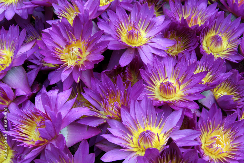 Obraz premium Violet lotuses