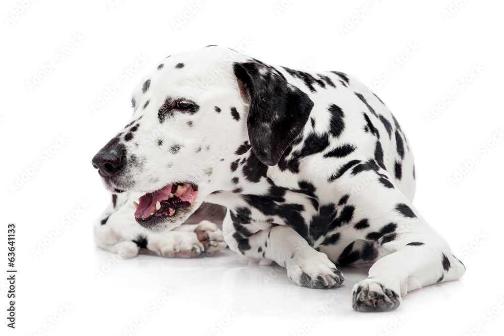 Beauty dalmatian dog, isolated on white background Beauty dalmatian dog, isolated on white background