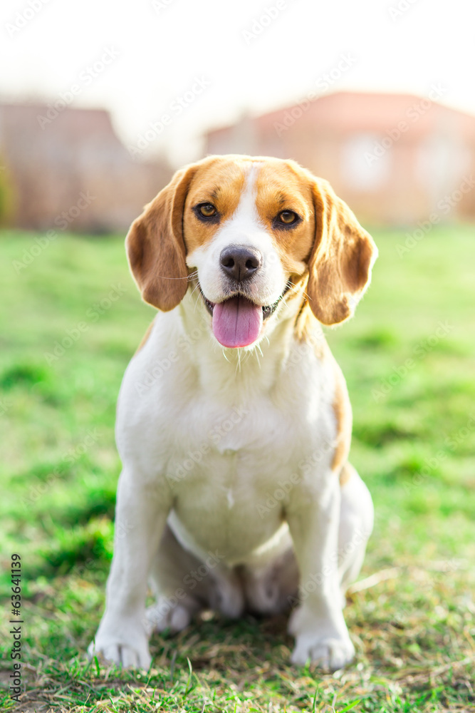 Beagle close up portrait