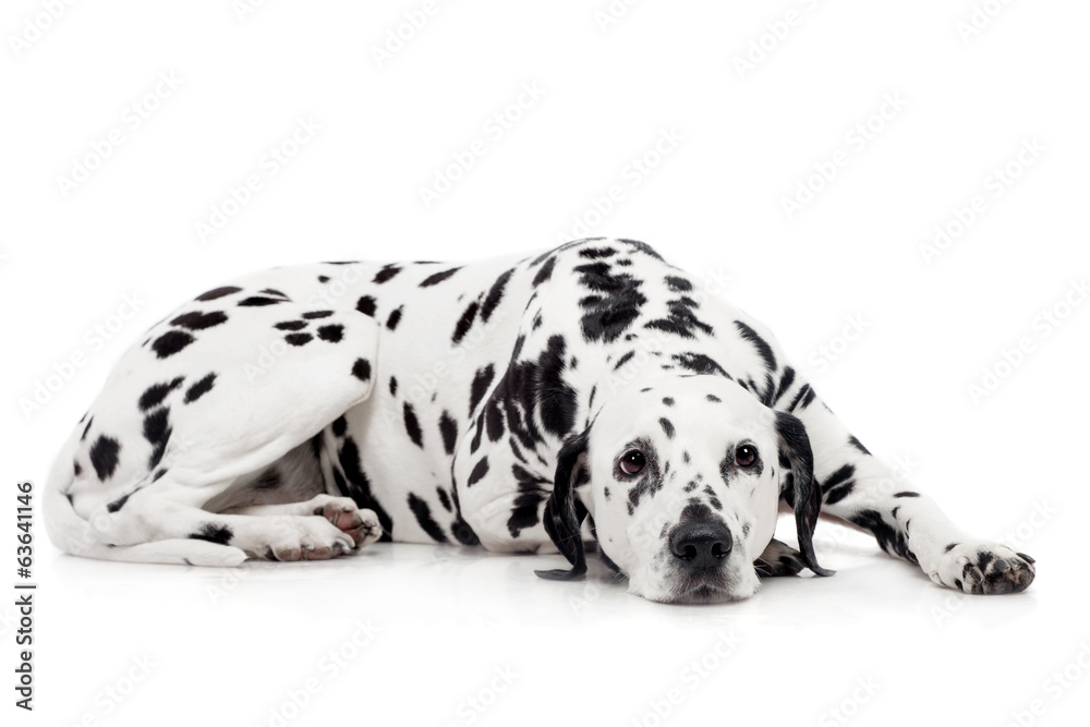 Beauty dalmatian dog, isolated on white background