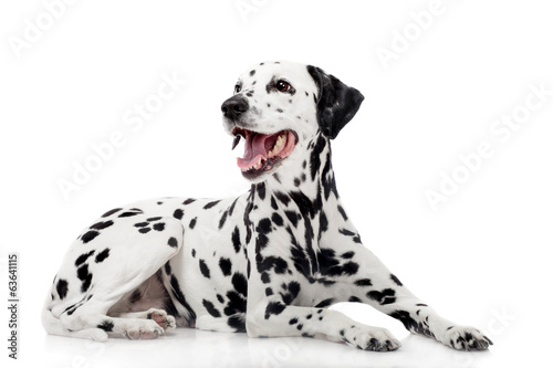 Beauty dalmatian dog, isolated on white background photo